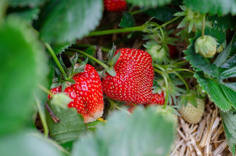 strawberries, strawberry patch, strawberry garden, fruit picking, harvest, strawberry plant, strawberries, strawberries, strawberry plant, strawberry plant, strawberry plant, strawberry plant, strawberry plant